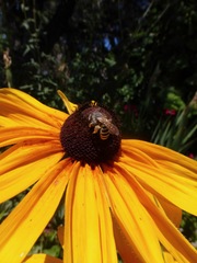 Halictus