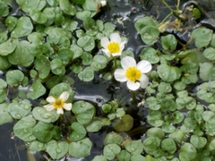 Ranunculus hydrocharoides