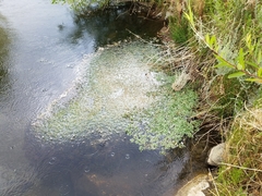 Ranunculus hydrocharoides
