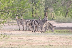 Equus quagga crawshayi