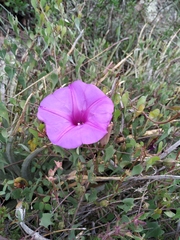Ipomoea lozanii