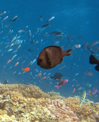 Dascyllus reticulatus