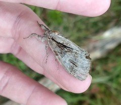 Dasychira obliquata