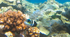 Thalassoma nigrofasciatum