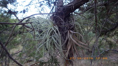Tillandsia erubescens