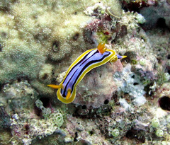 Chromodoris elisabethina
