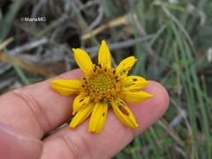 Verbesina pedunculosa