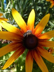 Halictus