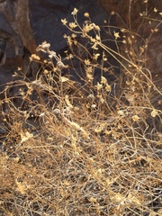 Pleurocoronis pluriseta