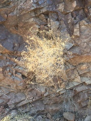 Pleurocoronis pluriseta