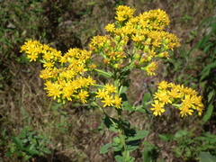 Solidago rigida rigida