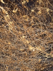 Pleurocoronis pluriseta