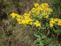Solidago rigida rigida
