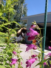 Bombus nevadensis