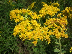 Solidago rigida rigida