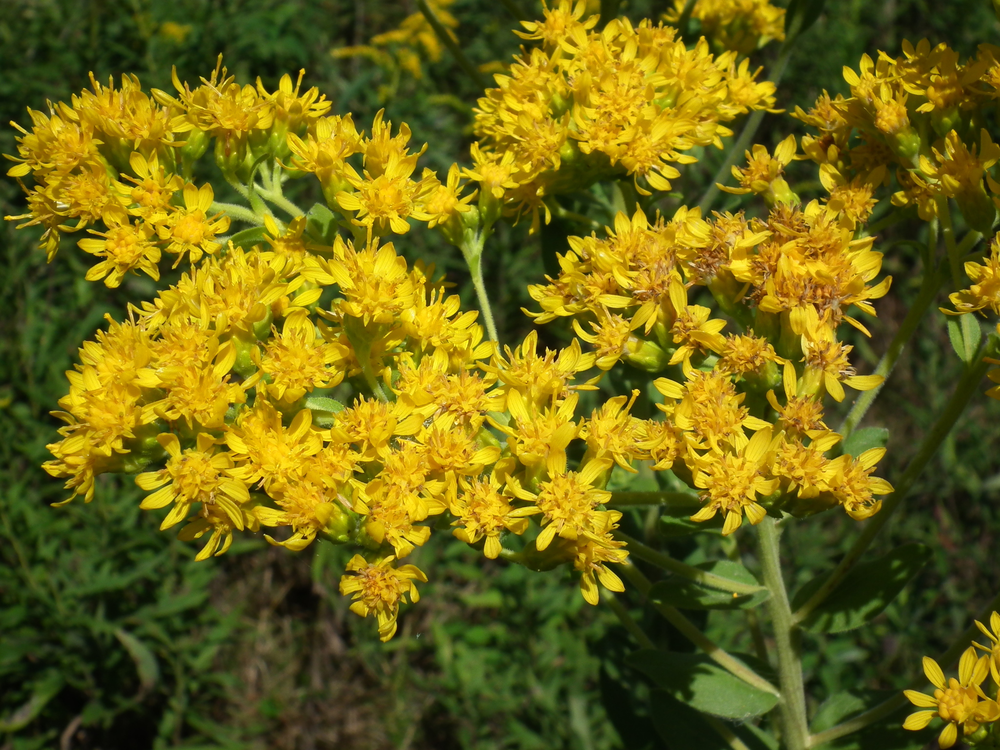 Solidago rigida ssp. rigida