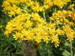 Solidago rigida rigida