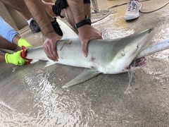 Carcharhinus acronotus