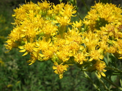 Solidago rigida rigida