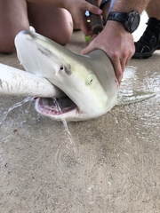 Carcharhinus acronotus