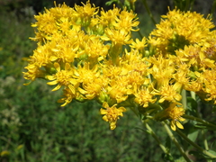 Solidago rigida rigida