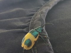 Monocesta ducalis