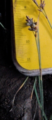 Carex bicolor