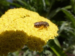 Halictus