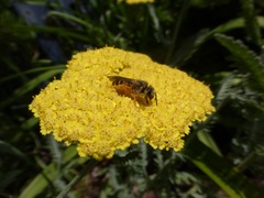 Halictus