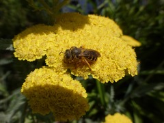 Halictus