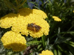 Halictus