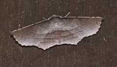 Oenochroma vetustaria