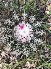 Melocactus curvispinus
