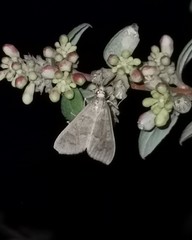 Mecyna asinalis