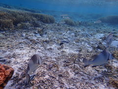 Plectorhinchus gibbosus