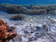 Plectorhinchus gibbosus