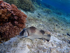 Plectorhinchus gibbosus