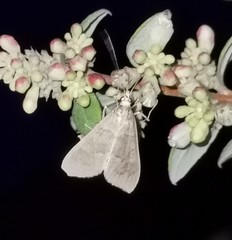 Mecyna asinalis