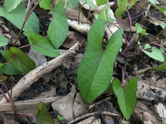 Ipomoea setifera