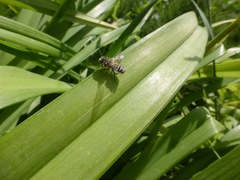 Megachile