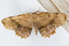 Cepphis armataria