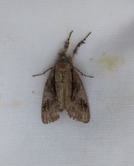 Dasychira obliquata