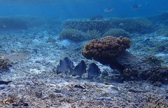 Plectorhinchus gibbosus