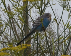 Melopsittacus undulatus domesticus