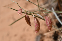 Astragalus ceramicus ceramicus