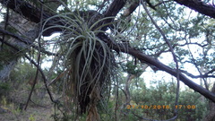 Tillandsia erubescens