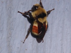 Bombus huntii