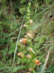 Digitalis laevigata