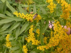 Anthophila