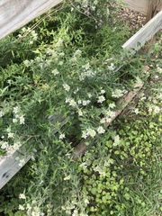 Chamaecytisus prolifer